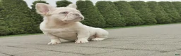 French Bulldog dogs for sale: Bersly - Ad 3