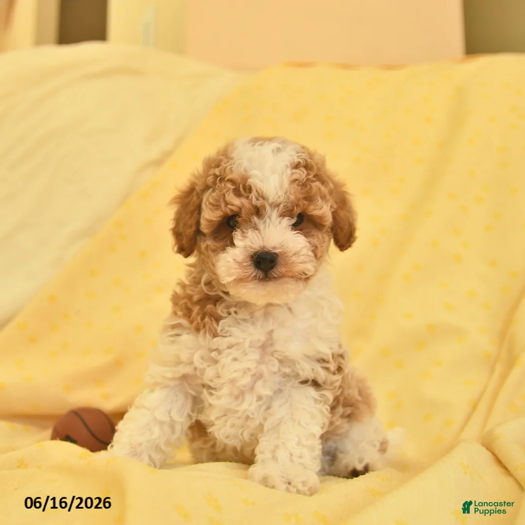 Toy Poodle dogs for sale: Ranger  - Ad 2