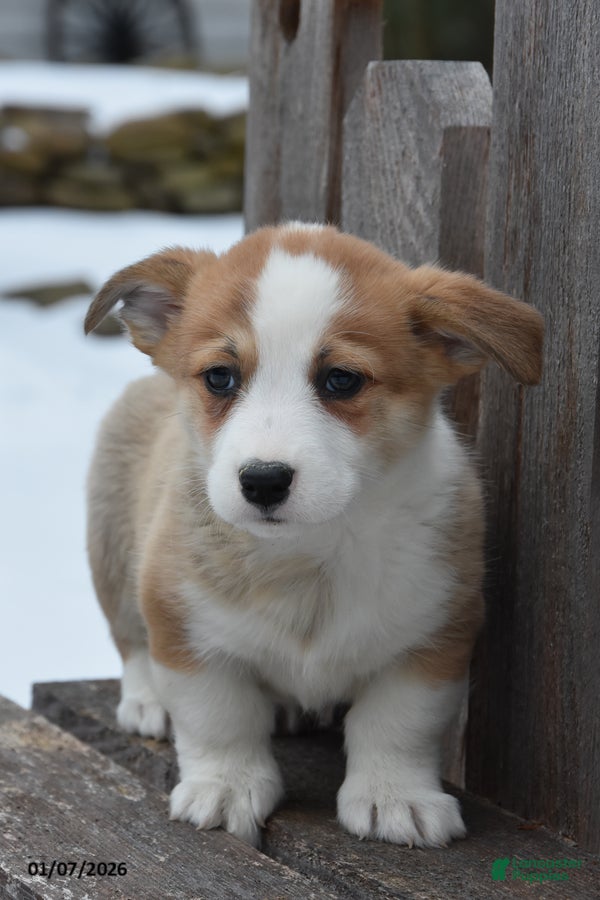 Welsh Corgi Pembroke dogs Dylan - Ad 26