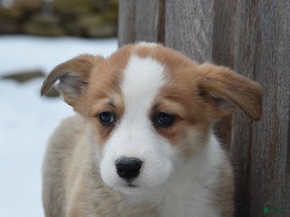 Welsh Corgi Pembroke dogs Dylan - Ad 17