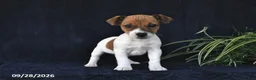 Jack Russell Terrier dogs for sale: Miller - Ad 3