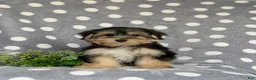 Morkie dogs for sale: Rafe 6 lbs Full Grown - Ad 2