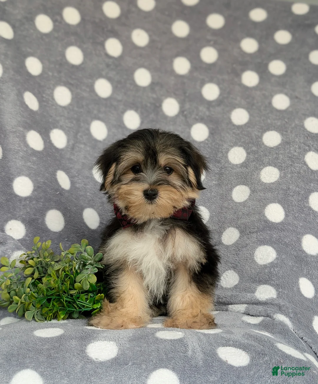 Morkie dogs for sale: Rafe 6 lbs Full Grown - Ad 2