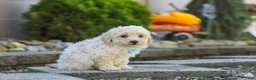 Maltipoo dogs for sale: Finley - Ad 3