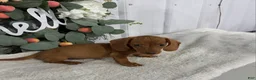Miniature Dachshund dogs for sale: Lebron - Ad 4