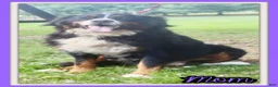 Bernese Mountain Dog dogs for sale: Chad - Ad 10