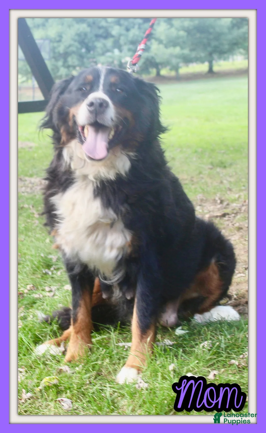 Bernese Mountain Dog dogs for sale: Chad - Ad 10