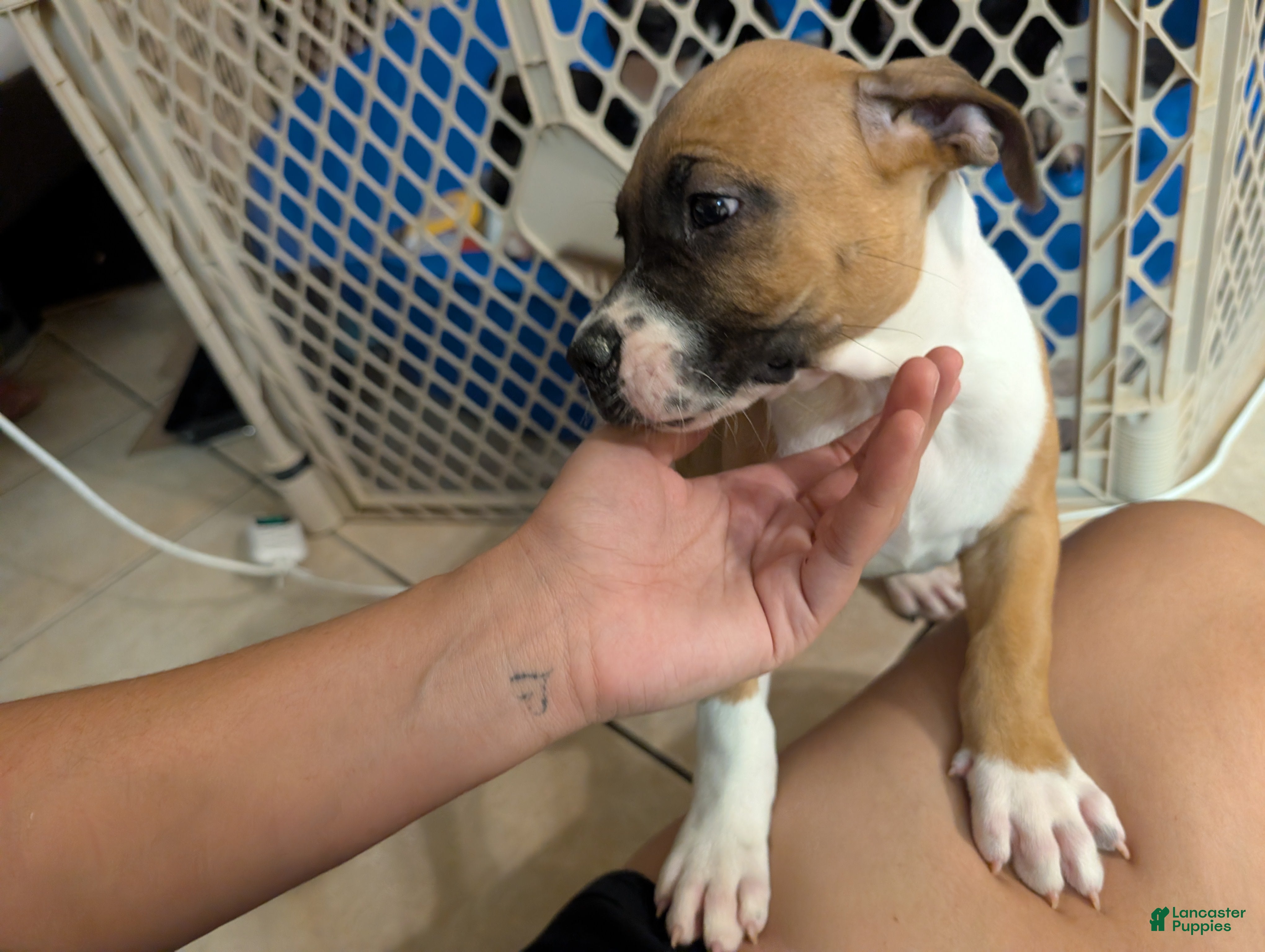 American Pit Bull Terrier dogs Bambii - Ad 3