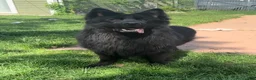 German Shepherd dogs for sale: Queen - Ad 7