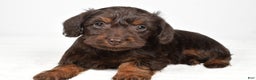 Mixed Breed dogs for sale: Twinkle - Ad 4