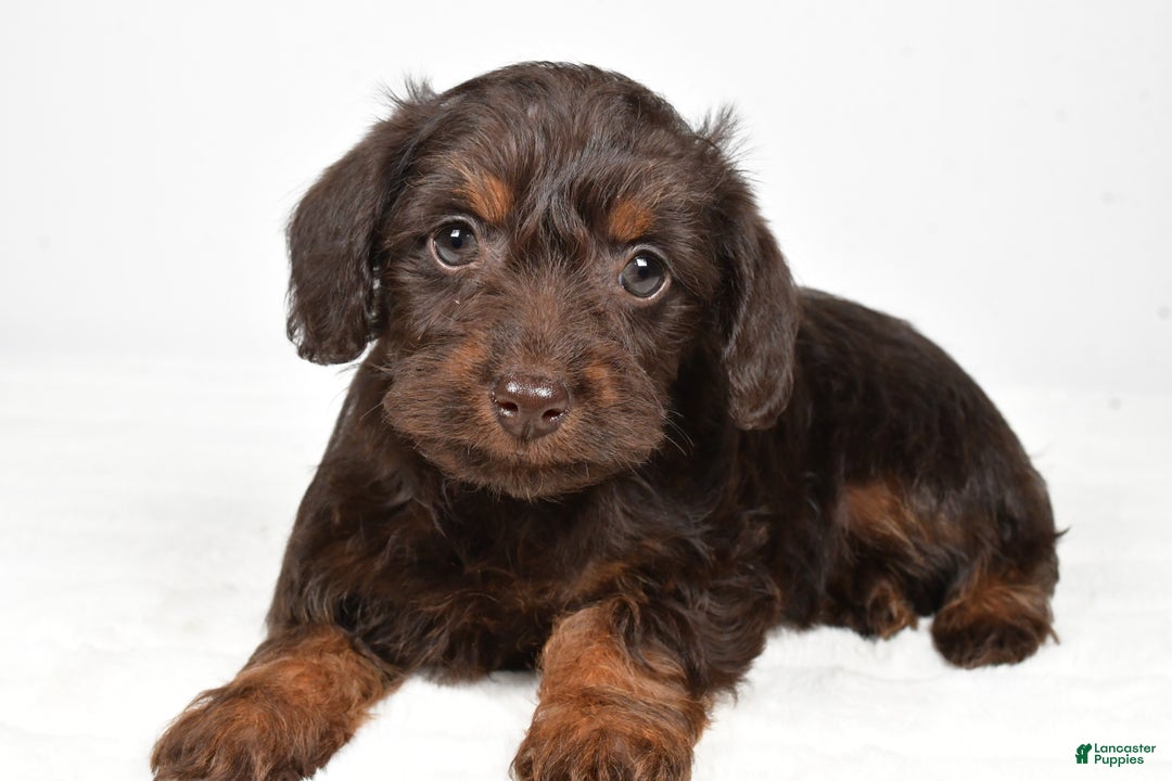 Mixed Breed dogs for sale: Twinkle - Ad 4