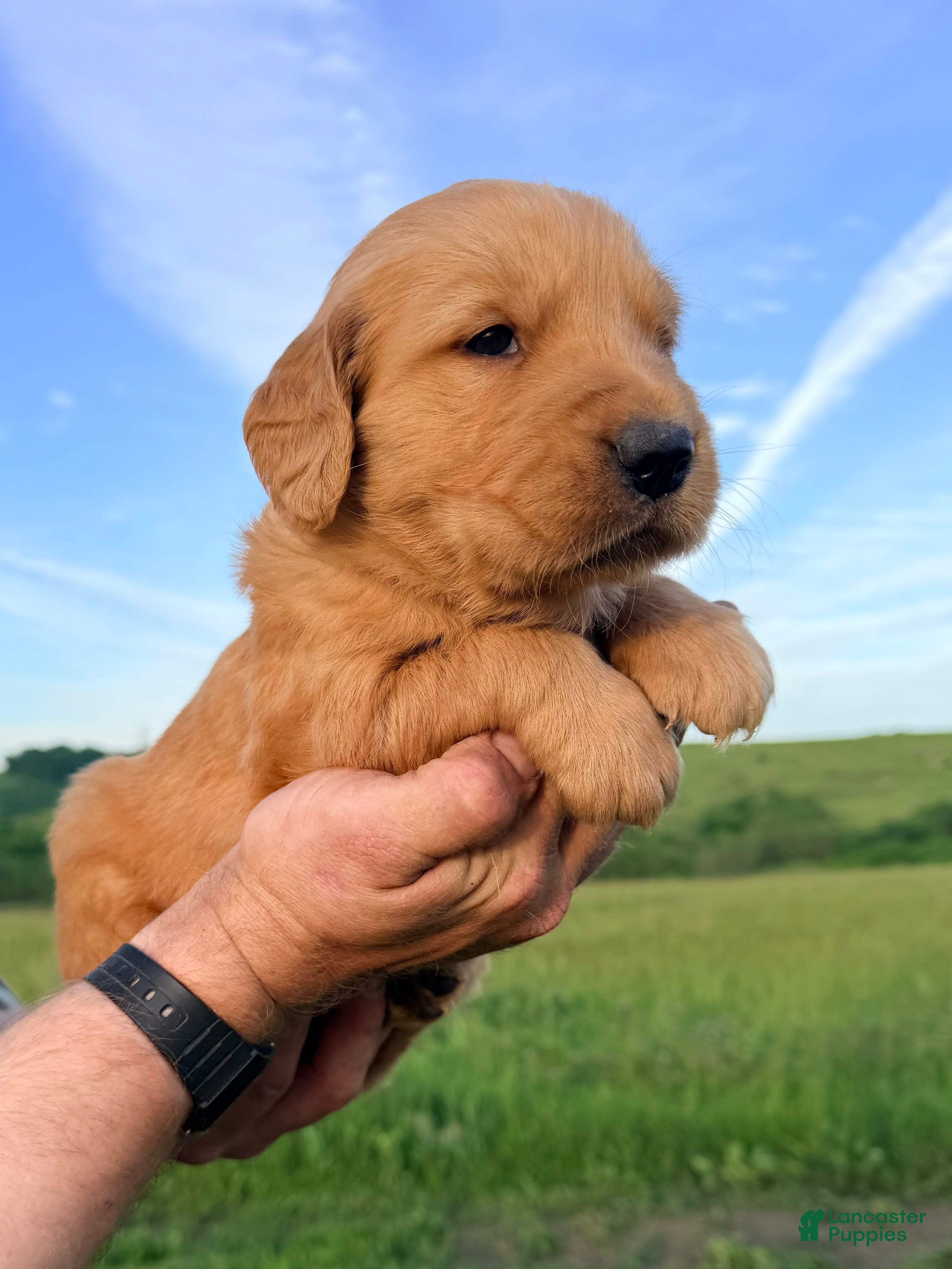 Golden Retriever dogs Buddy - Ad 2