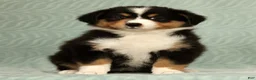 Australian Shepherd dogs for sale: Sophie - Ad 5