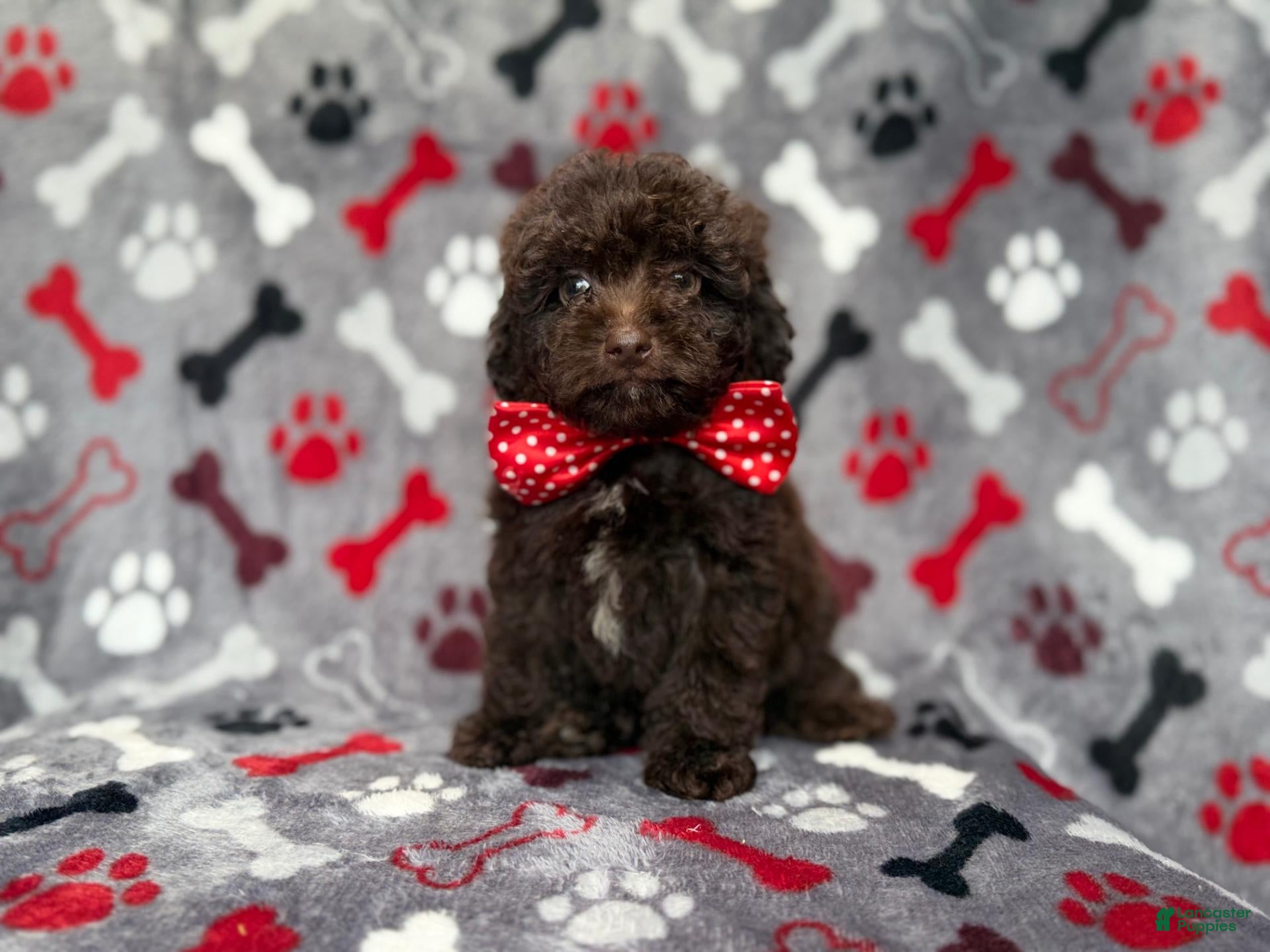 Shihpoo dogs Benson - Ad 2
