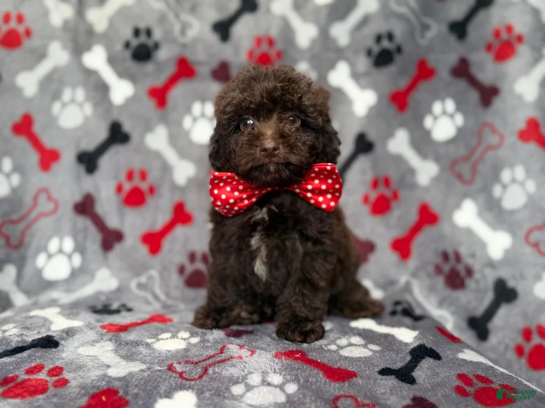 Shihpoo dogs for sale: Benson - Ad 2