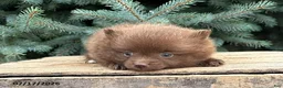 Pomeranian dogs for sale: Maple - Ad 3