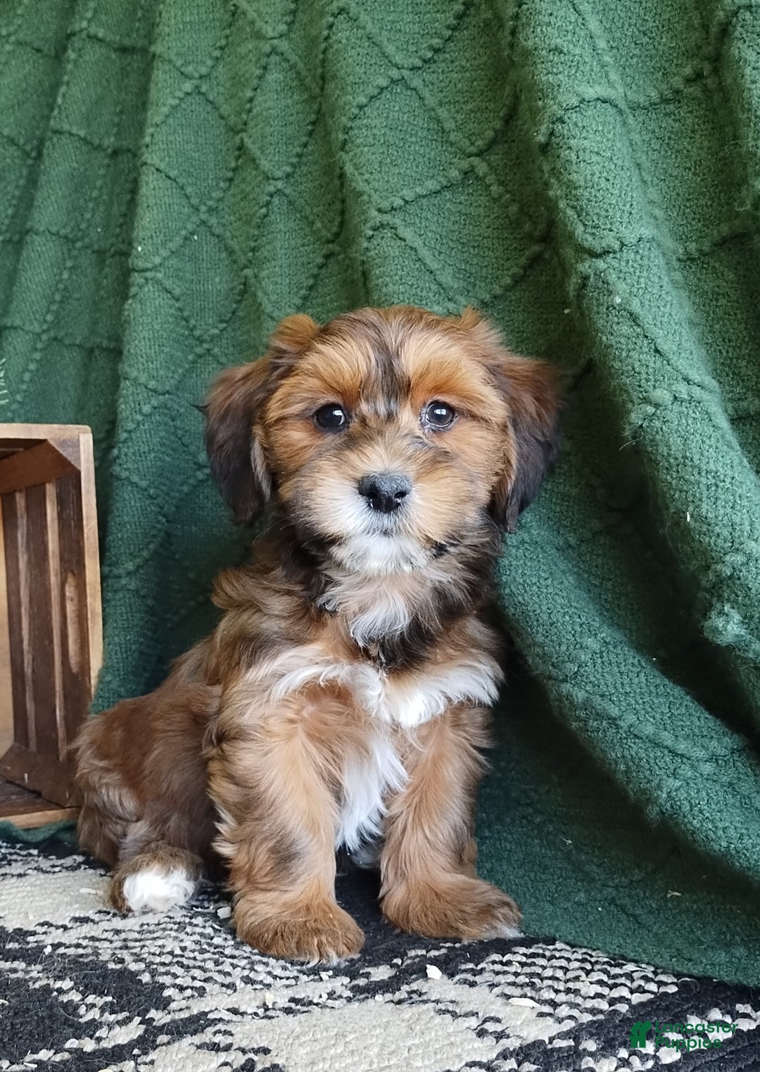 Havanese dogs for sale: Autumn  - Ad 2