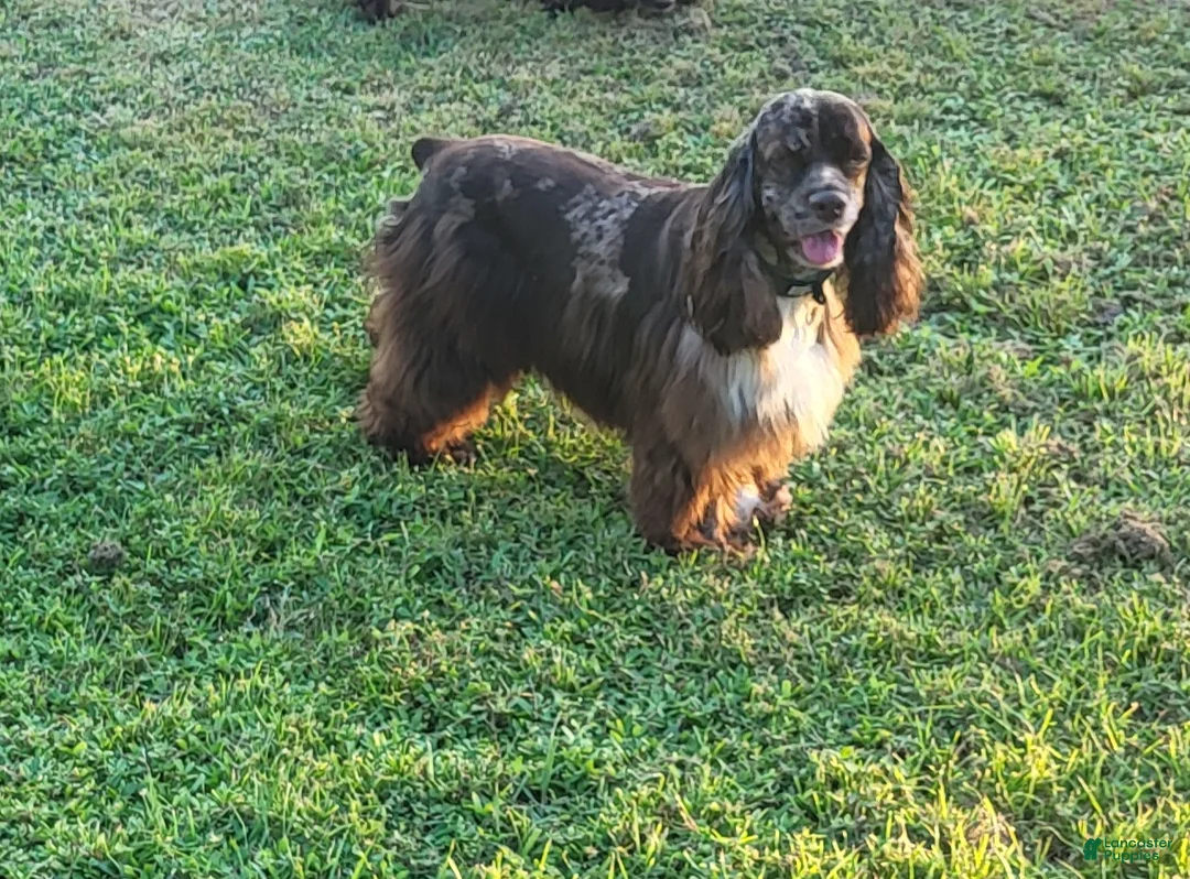 Cockapoo dogs for sale: Cockapoo Puppy 3 - Ad 5