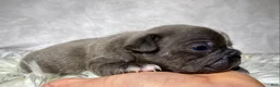 Frenchton dogs for sale: Mr. Winston  - Ad 8