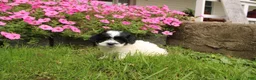 Cavapoochon dogs for sale: Magnum - Ad 3