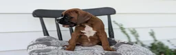 Boxer dogs for sale: Kip - Ad 11
