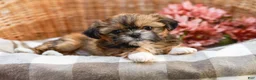 Shih Tzu dogs for sale: Andranella - Ad 4