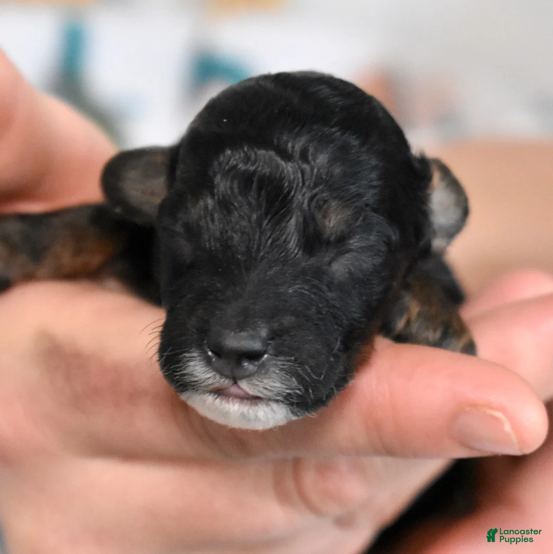 Miniature Poodle dogs for sale: Jasper  - Ad 1