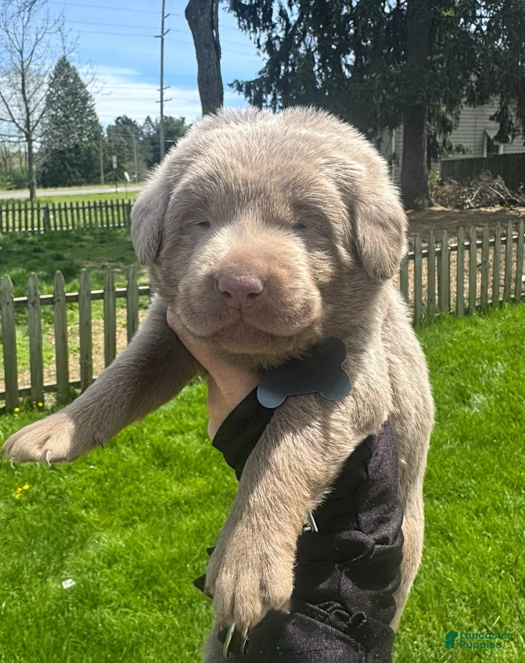 Labrador Retriever dogs for sale: Labrador Retriever Puppy 1 - Ad 27