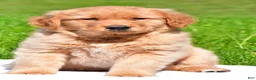 Golden Retriever dogs for sale: Axel - Ad 2
