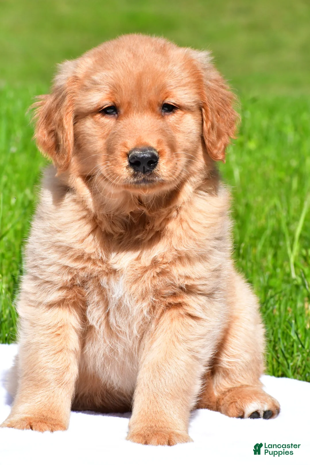 Golden Retriever dogs for sale: Axel - Ad 2