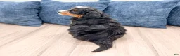 Mini Bernedoodle dogs for sale: Benji - Ad 6