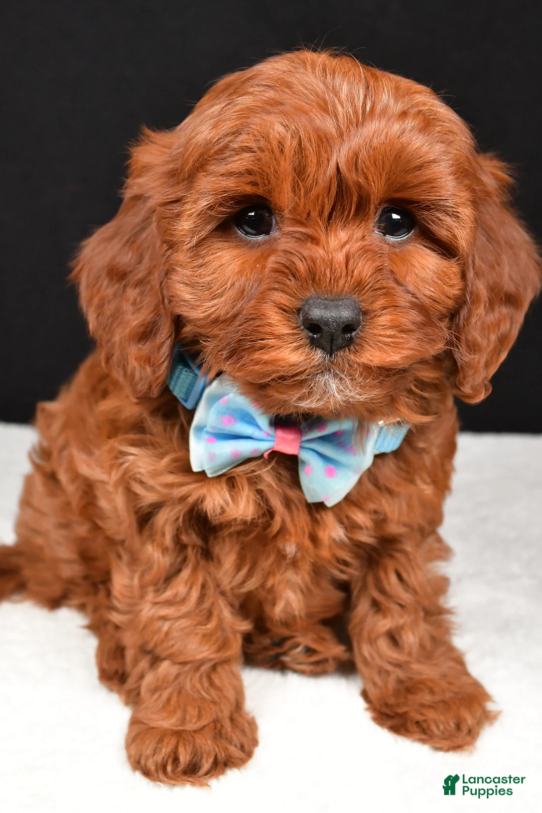 Cavapoo dogs for sale: Benji - Ad 6