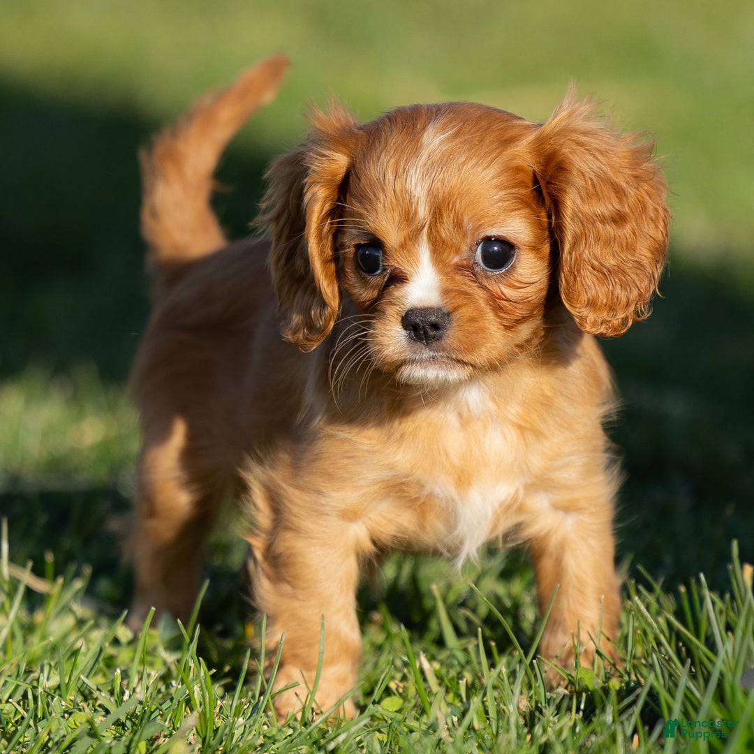 Cavalier King Charles Spaniel dogs for sale: Autumn - Ad 4