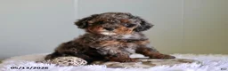 Cavapoo dogs for sale: Layna - Ad 3