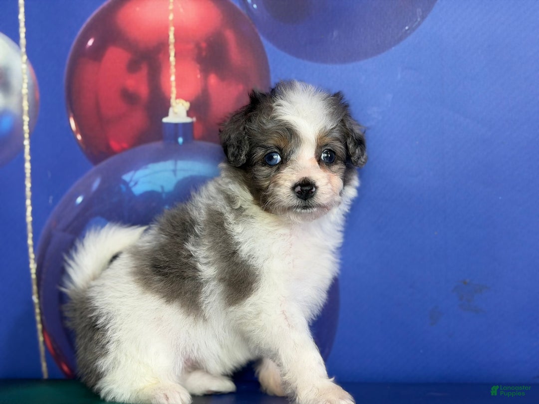 Pomapoo dogs for sale: Cookie - Ad 4