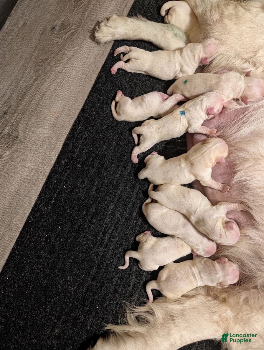 Golden Retriever dogs Golden Retriever 3 - Ad 31