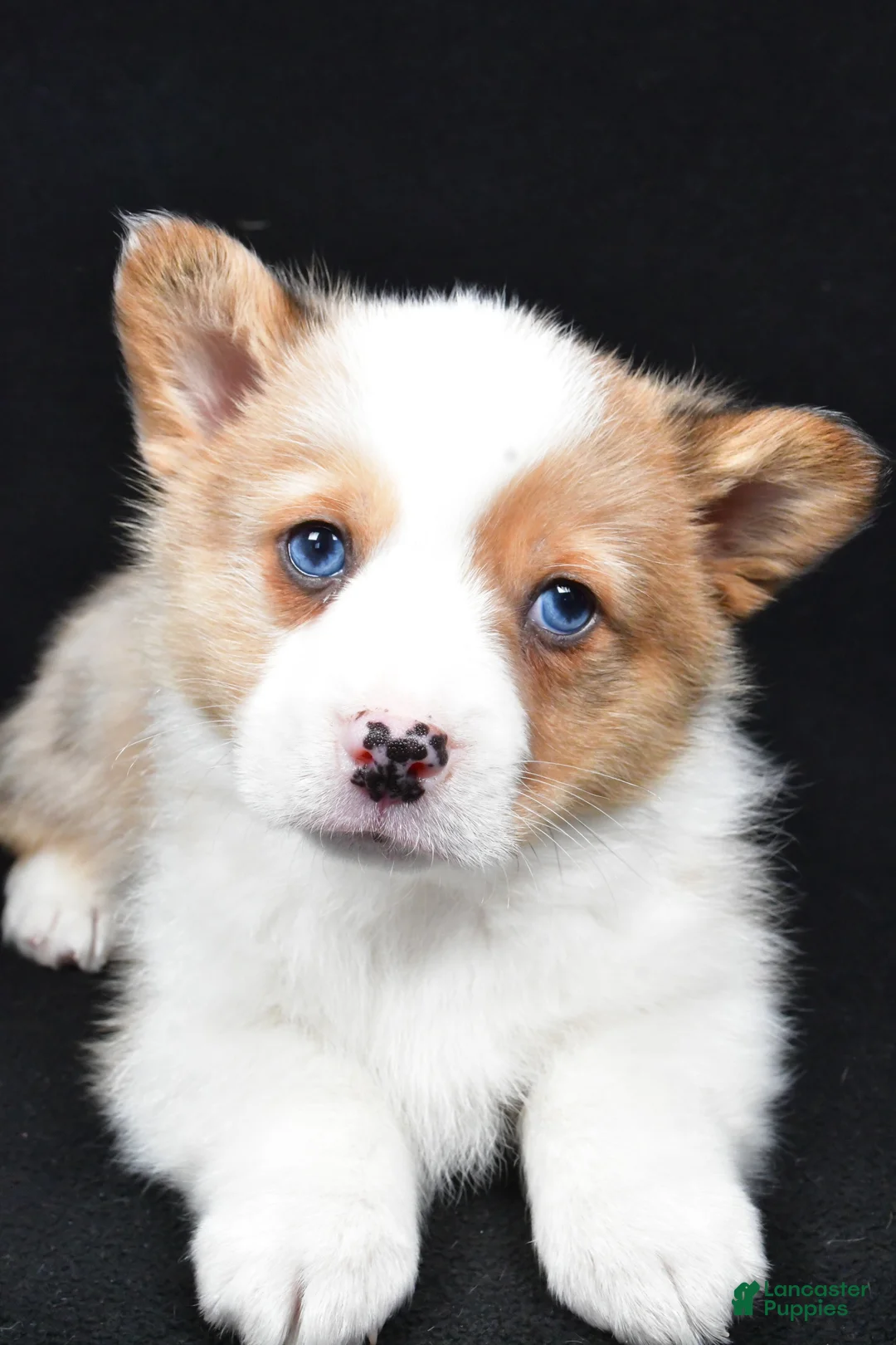 Welsh Corgi Pembroke dogs for sale: Chuck - Ad 3