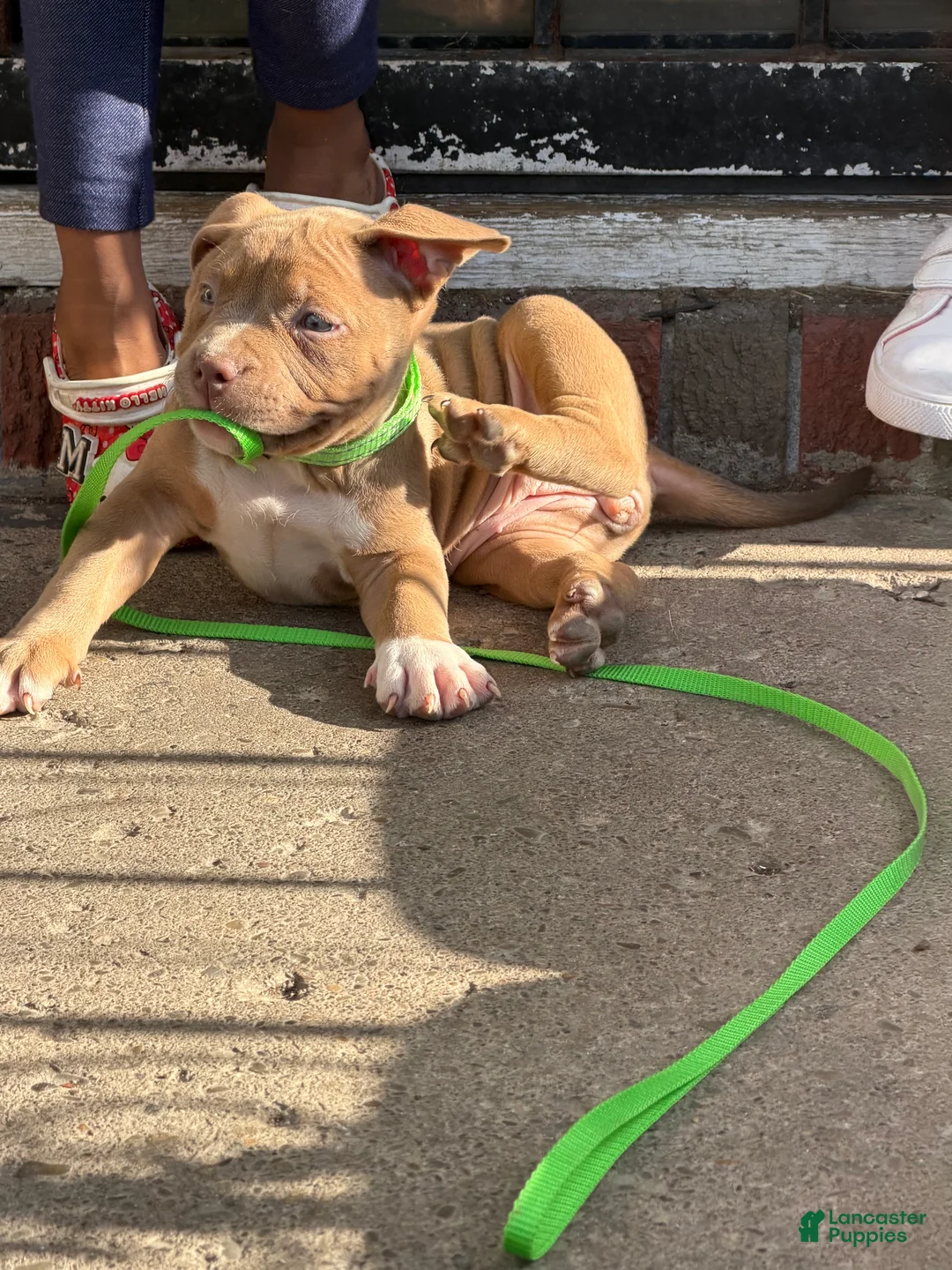 American Bully dogs for sale: Rose - Ad 2