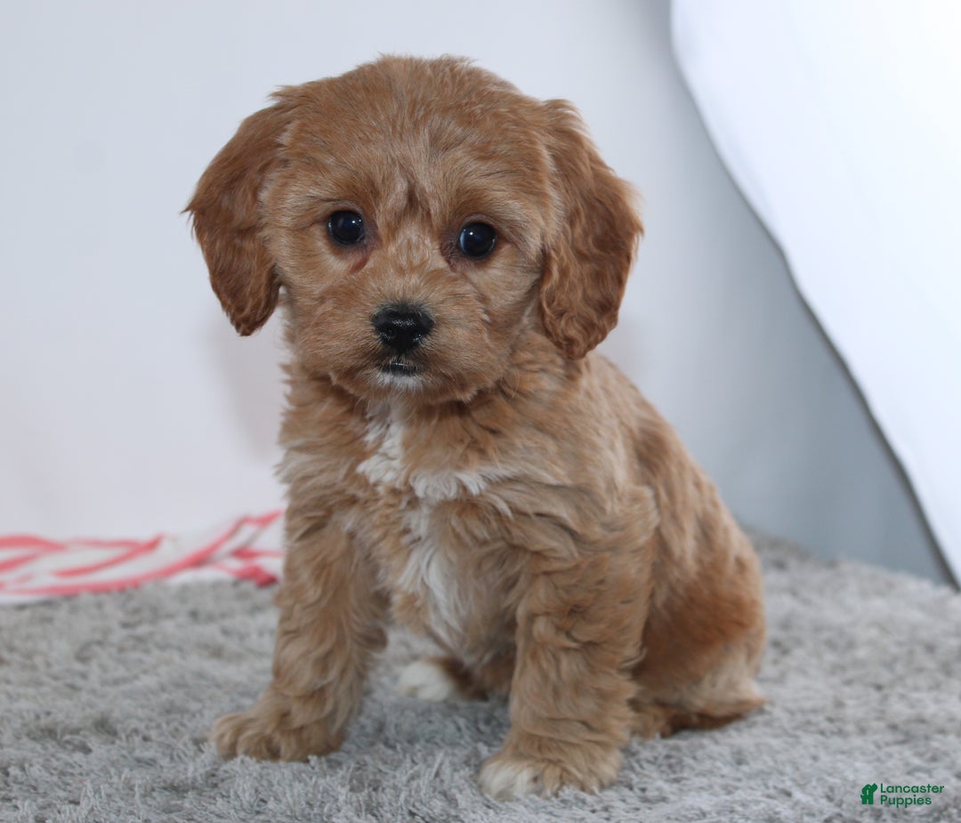 Cockapoo dogs for sale: Ginger - Ad 2