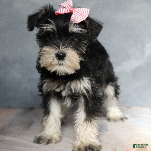 Miniature Schnauzer dogs Tabitha - Ad 28