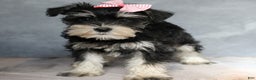 Miniature Schnauzer dogs for sale: Tabitha - Ad 2