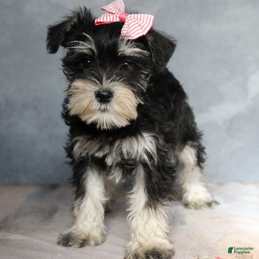 Miniature Schnauzer dogs for sale: Tabitha - Ad 2