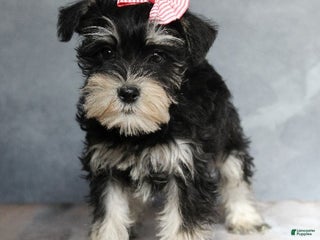 Miniature Schnauzer dogs Tabitha - Ad 28