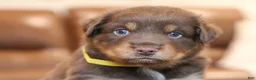 Australian Shepherd dogs for sale: diggory - Ad 8