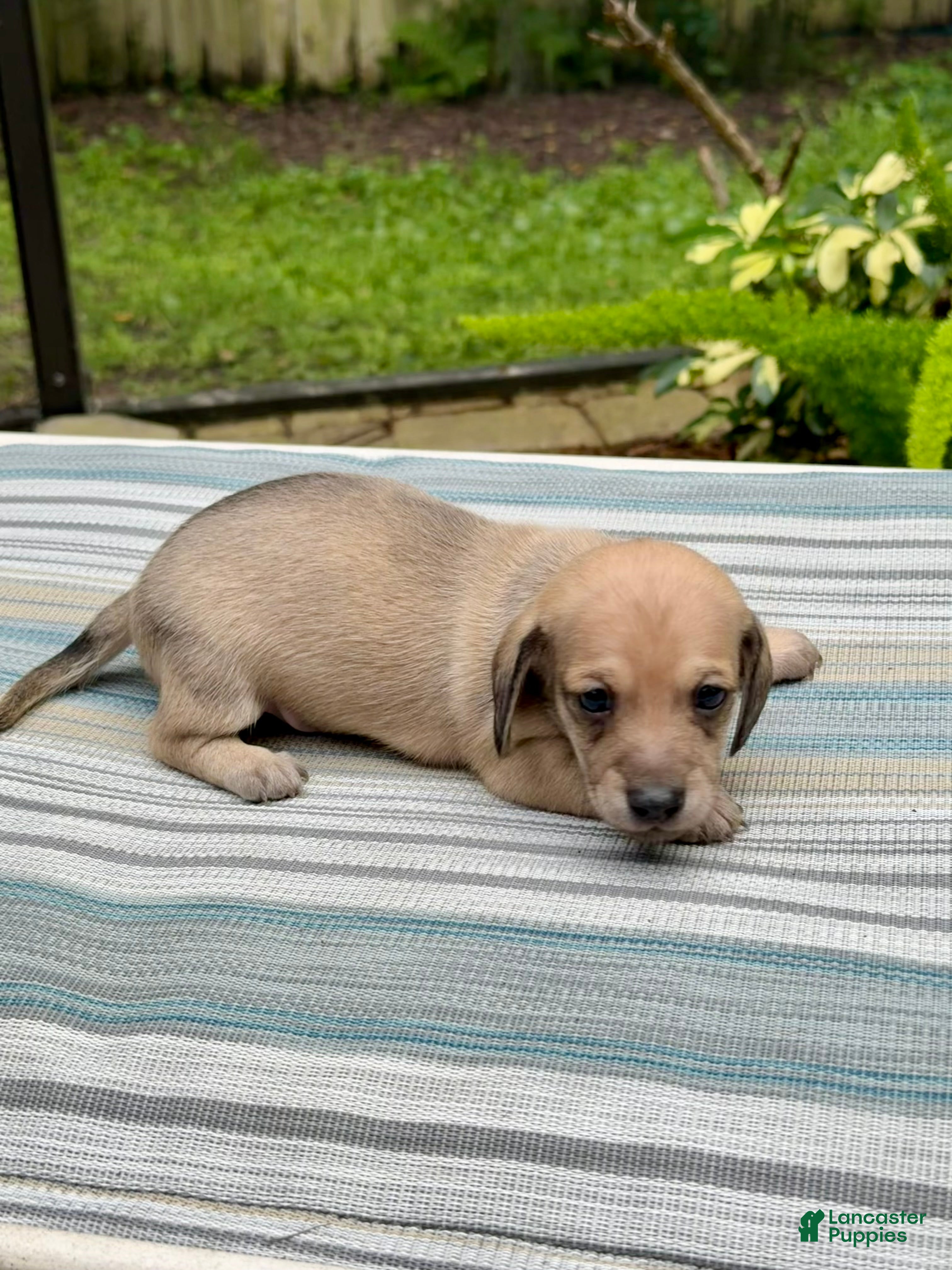 Dachshund dogs Dachshund 2 - Ad 2