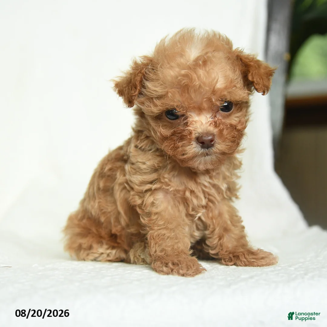Toy Poodle dogs for sale: Jimmy - Ad 5