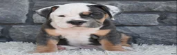 Beabull dogs for sale: Buster - Ad 5