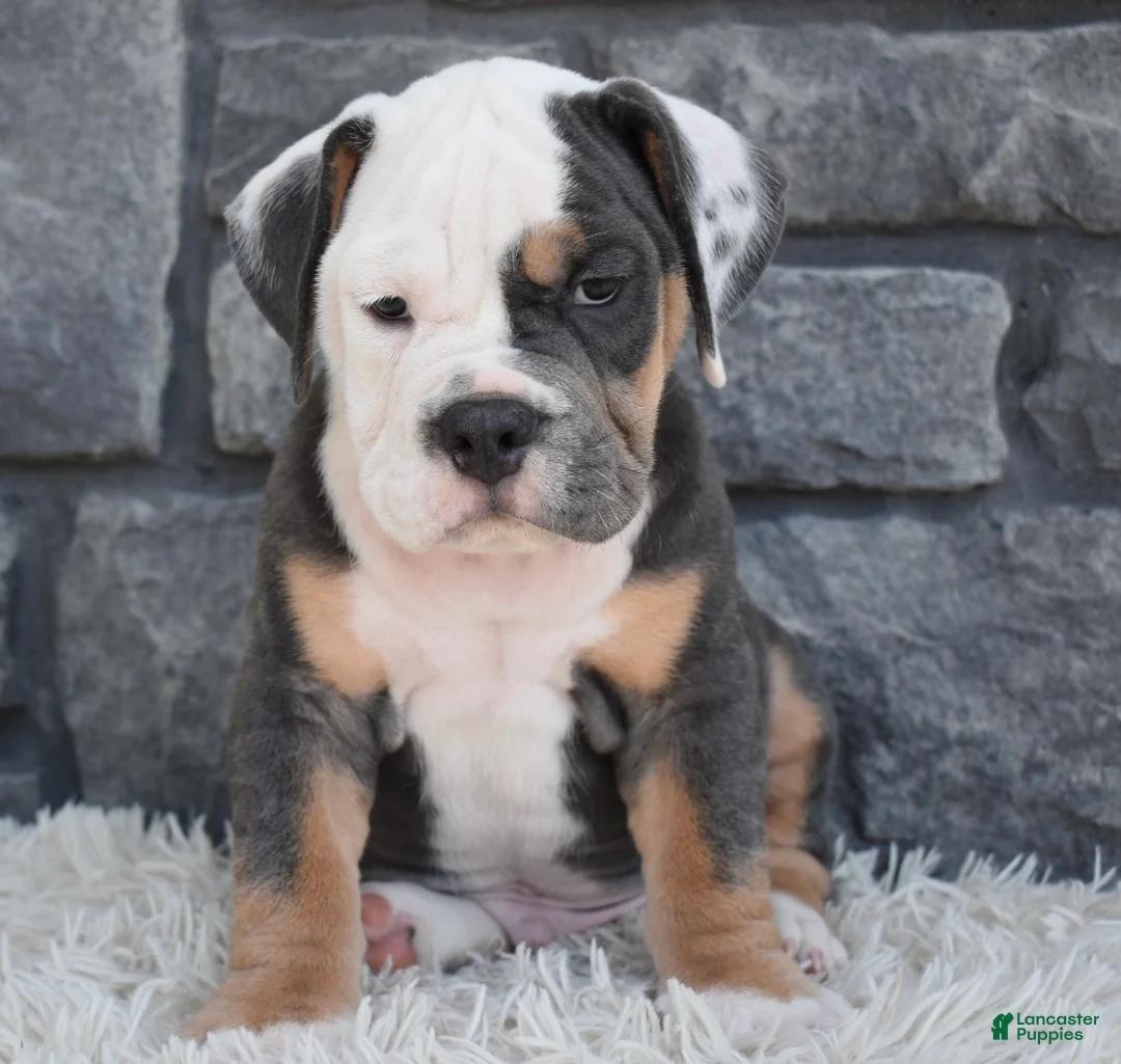 Beabull dogs for sale: Buster - Ad 5