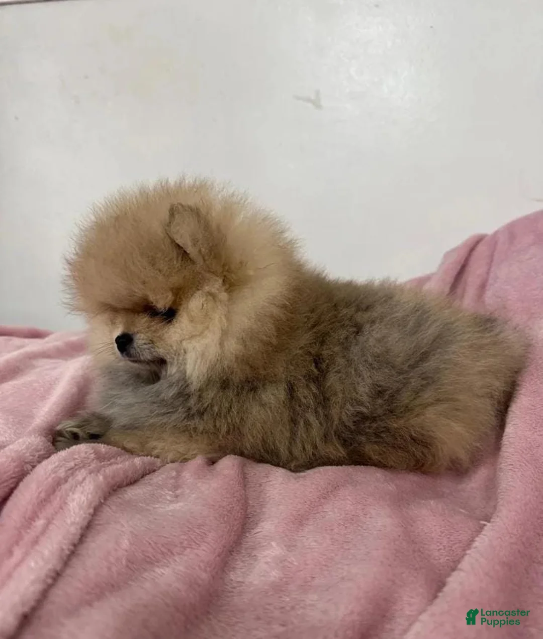 Pomeranian dogs for sale: Maya - Ad 3