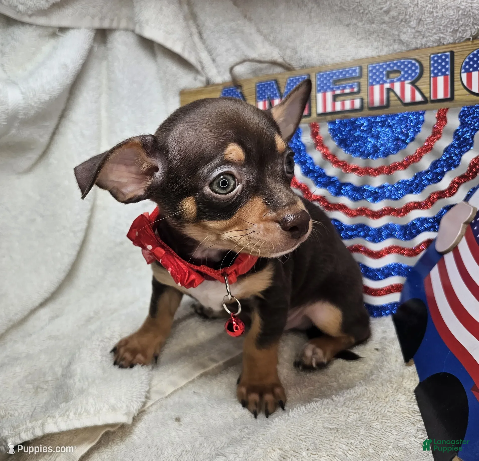 Chihuahua dogs Wolfgang Amado - Ad 25